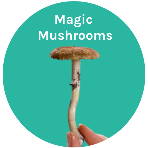 MAgic Mushrooms (1)